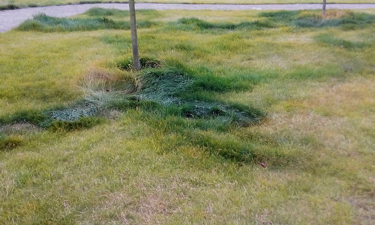 Ржавчина на газонной траве