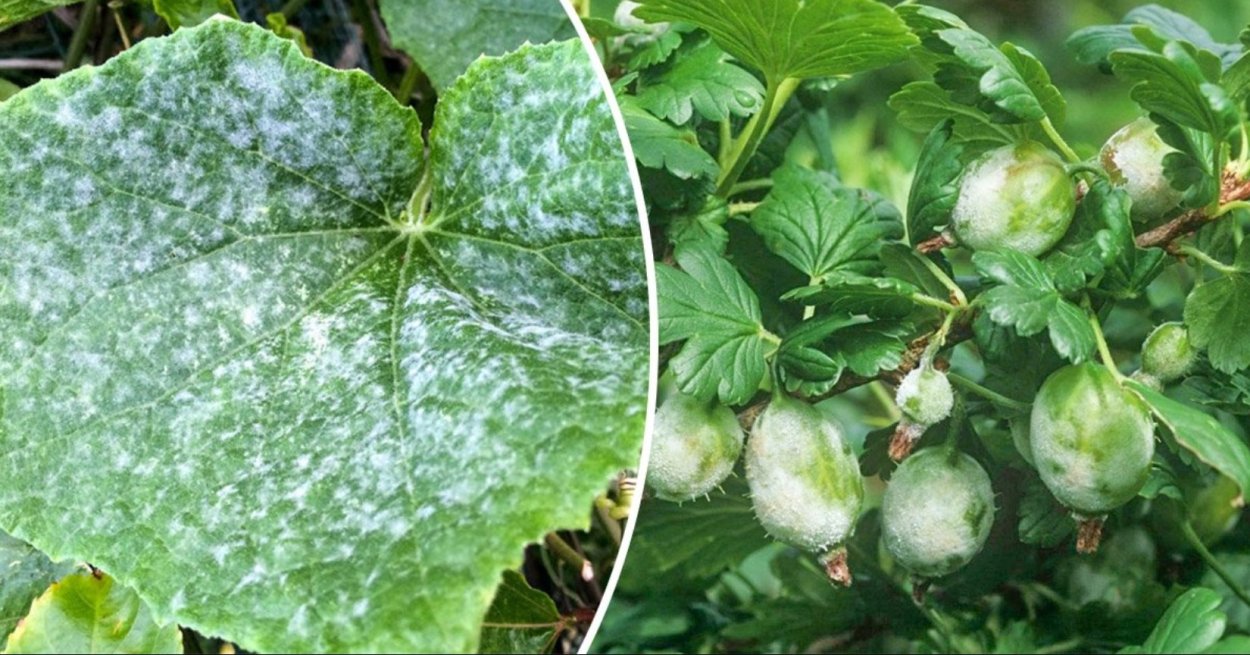 Мучнистая роса топинамбура