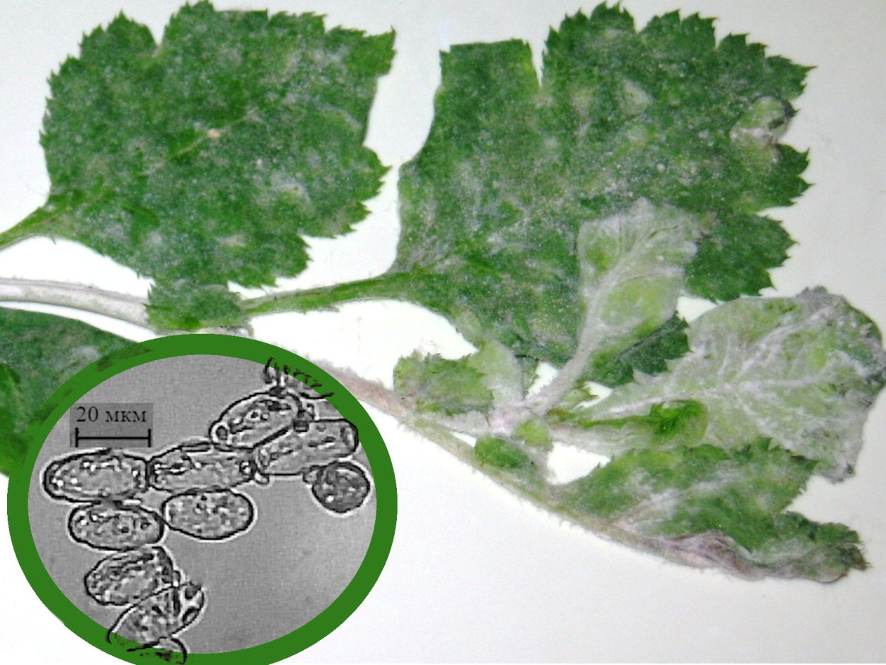 Мучнистая роса на Туласи