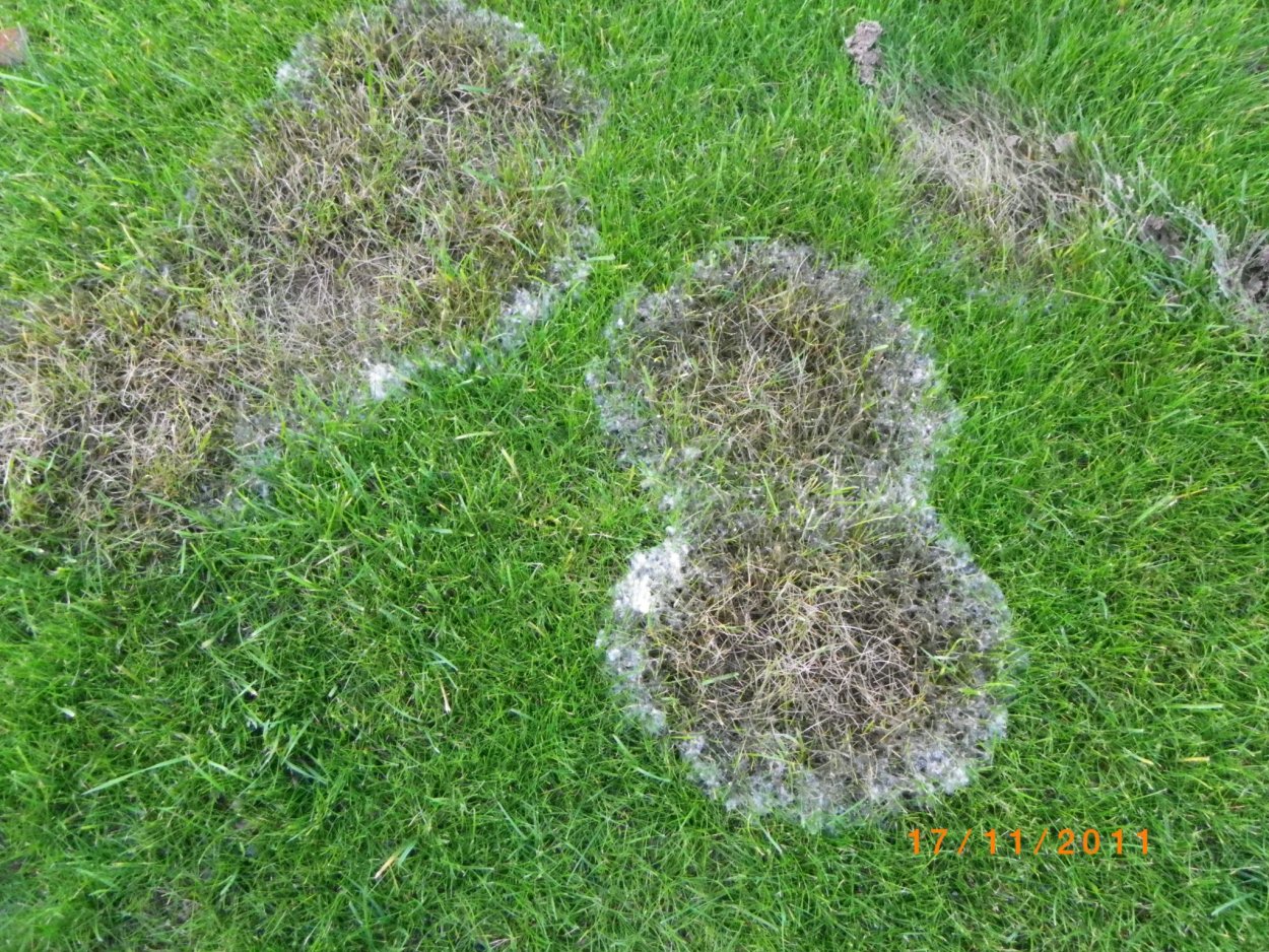 Пятнистый фузариоз газона