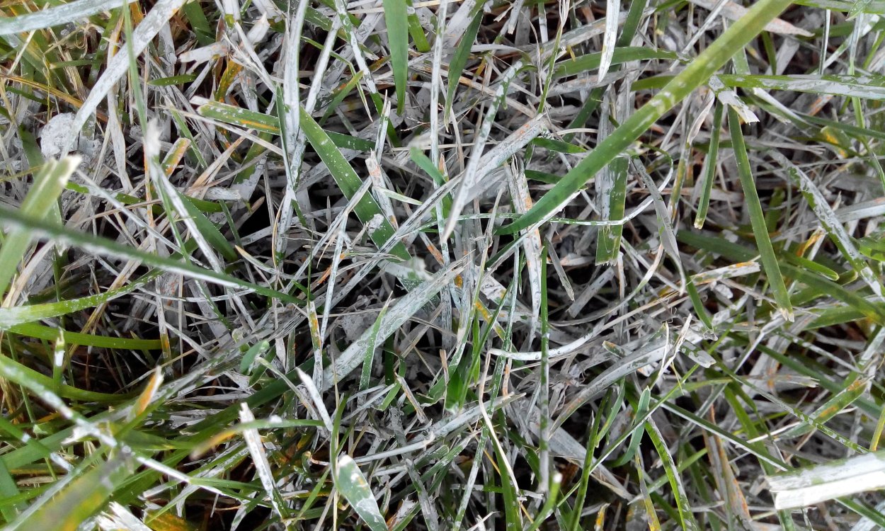 Мятлик мучнистая роса