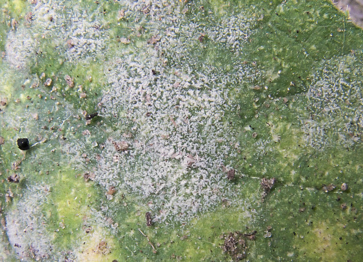 Мучнистая роса, грибы p.p. Microsphaera, Sawadaea, Uncinula, Phyllactina, Podosphaera