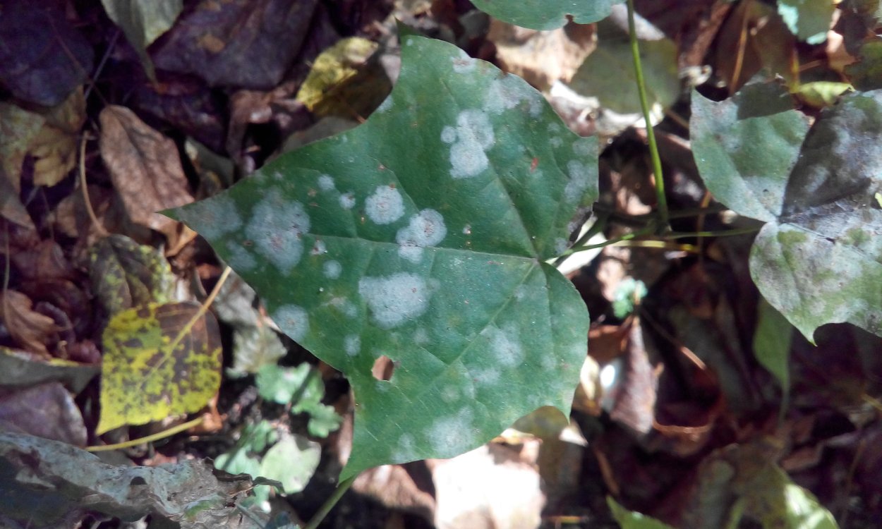 Пероноспороз гречихи