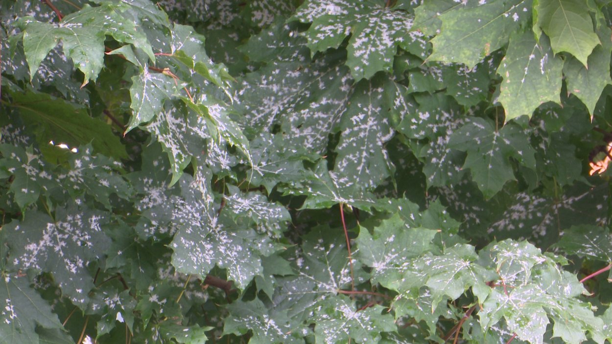 Листья на деревьях Кировской области