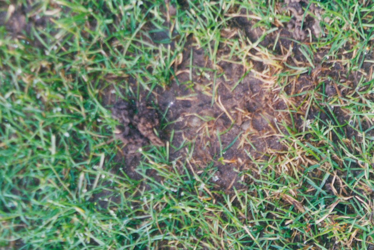 Ризоктониоз газона