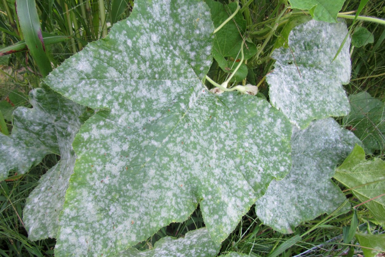 Powdery mildew