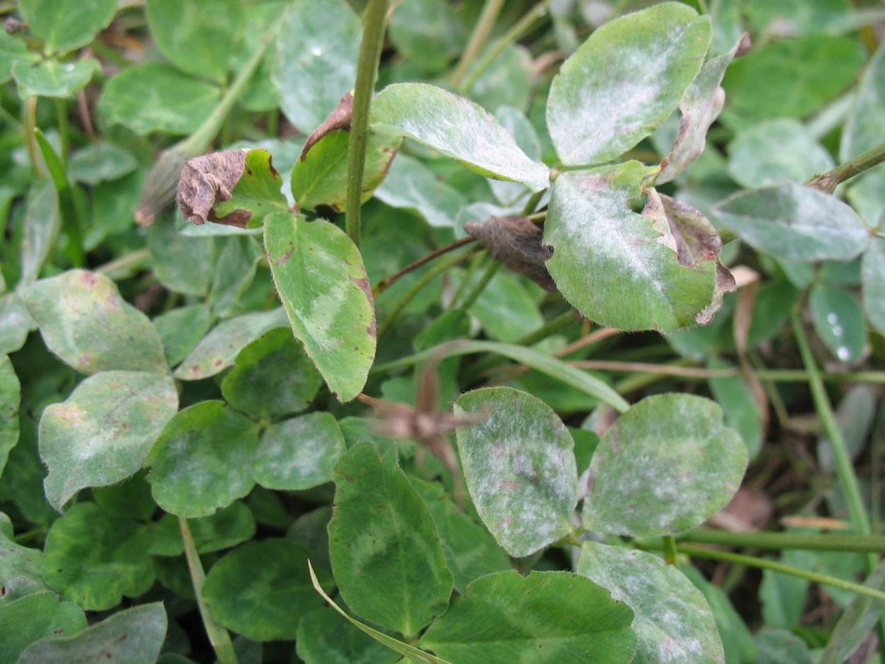 Мучнистая роса – Erysiphe cichoracearum