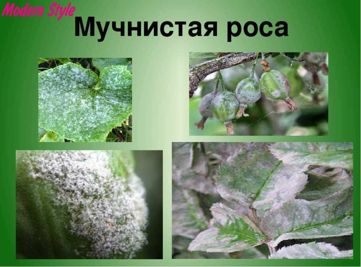 Микросфера мучнистой росы