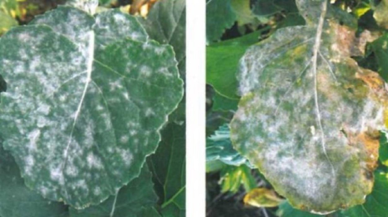 Мучнистая роса табака