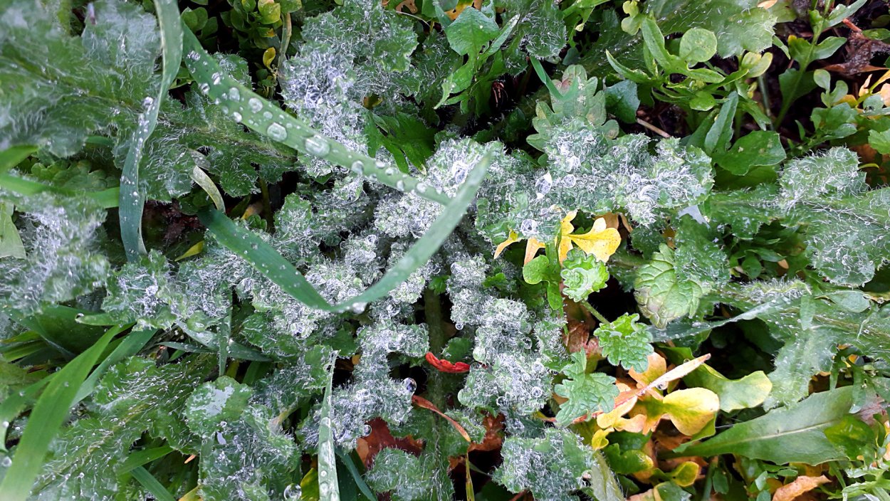 Мучнистая роса на хризантеме