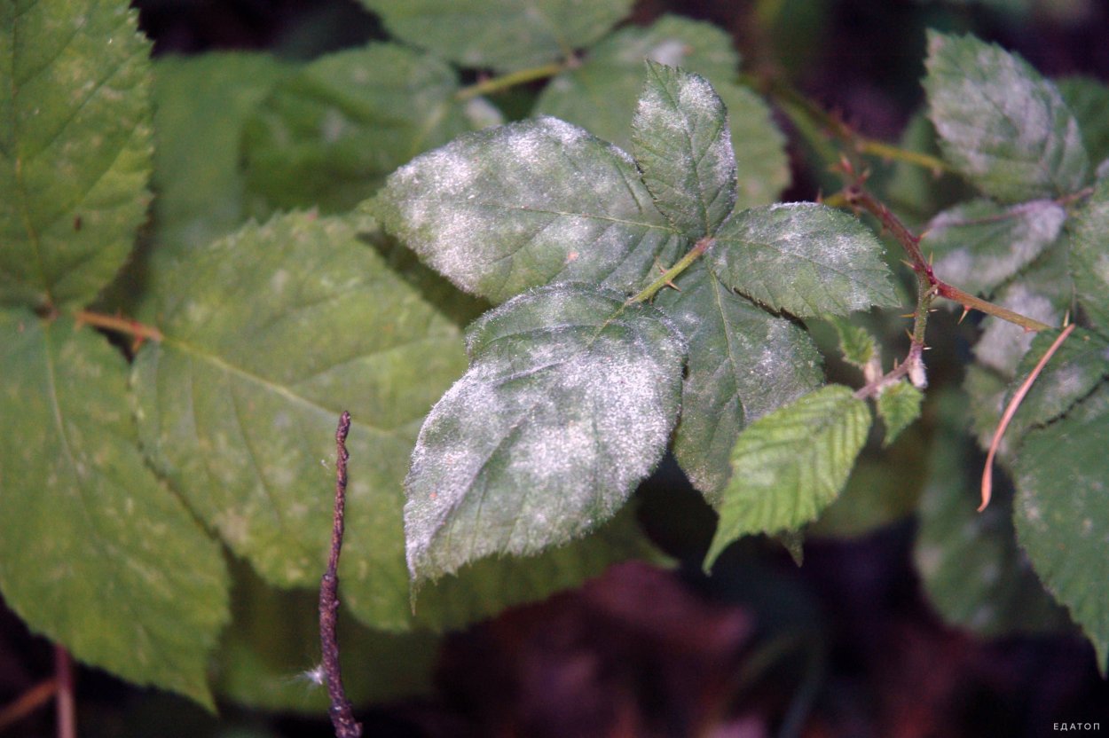 Мучнистая роса на Люцерне