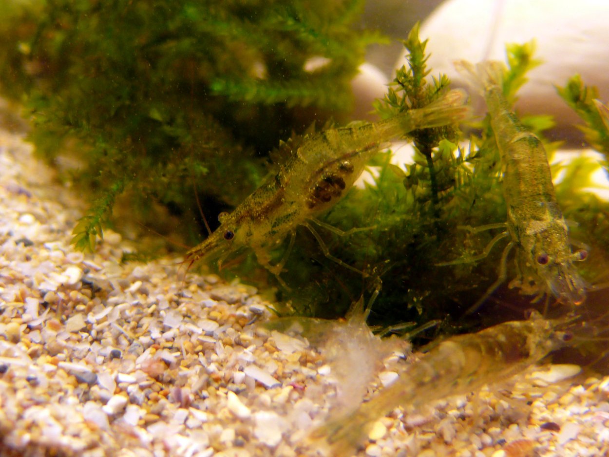 Нитчатые водоросли примеры