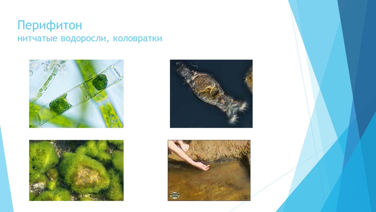 Перифитон водоросли