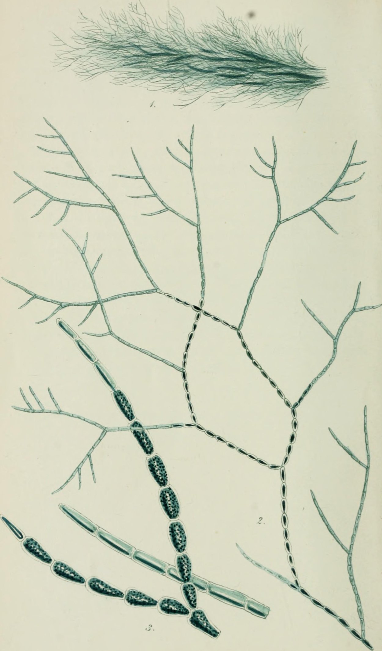 Кладофора нитчатая