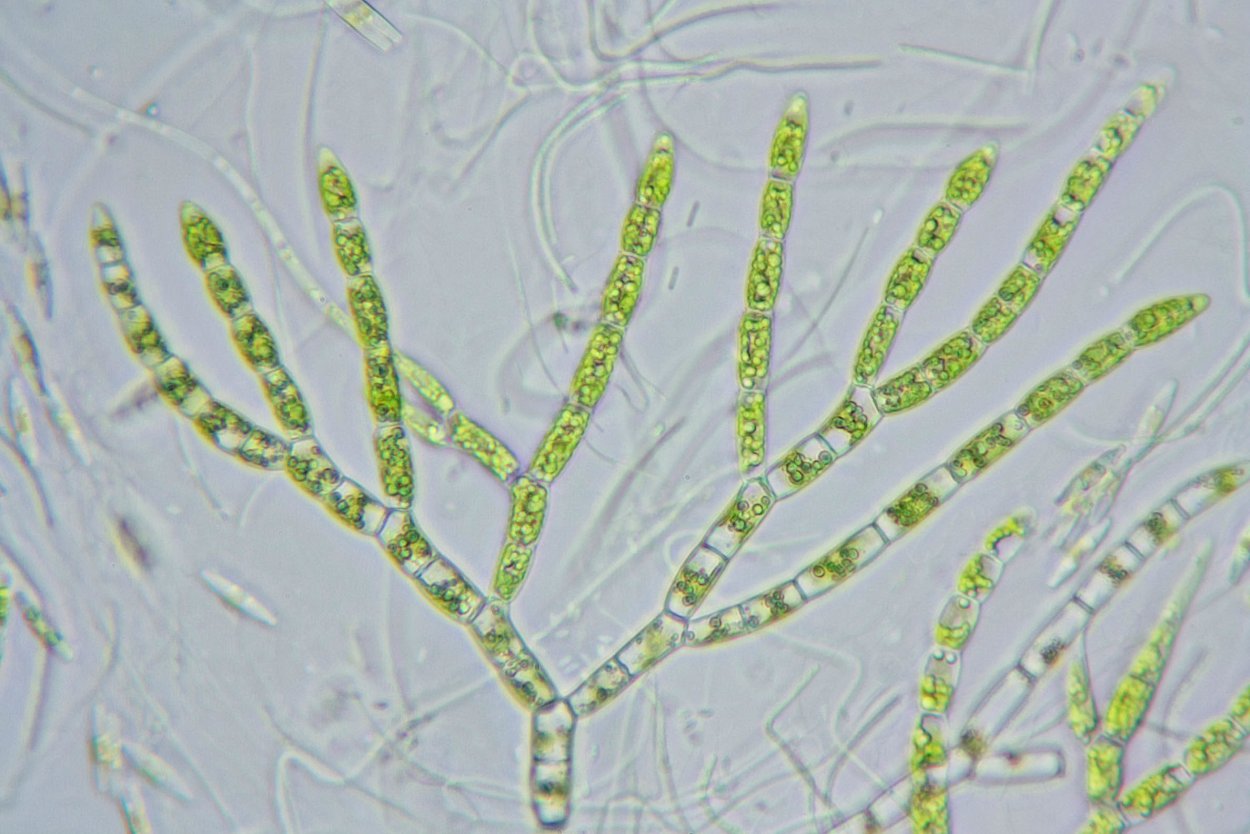 Стигеоклониум водоросль