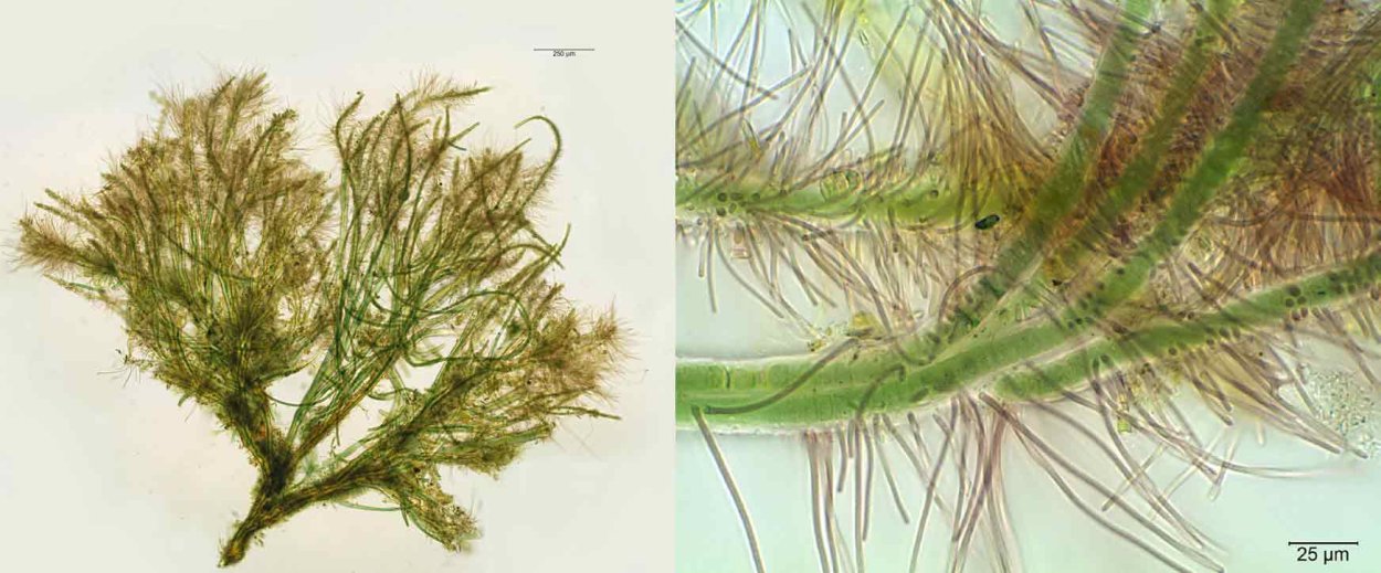 Tolypothrix tenuis
