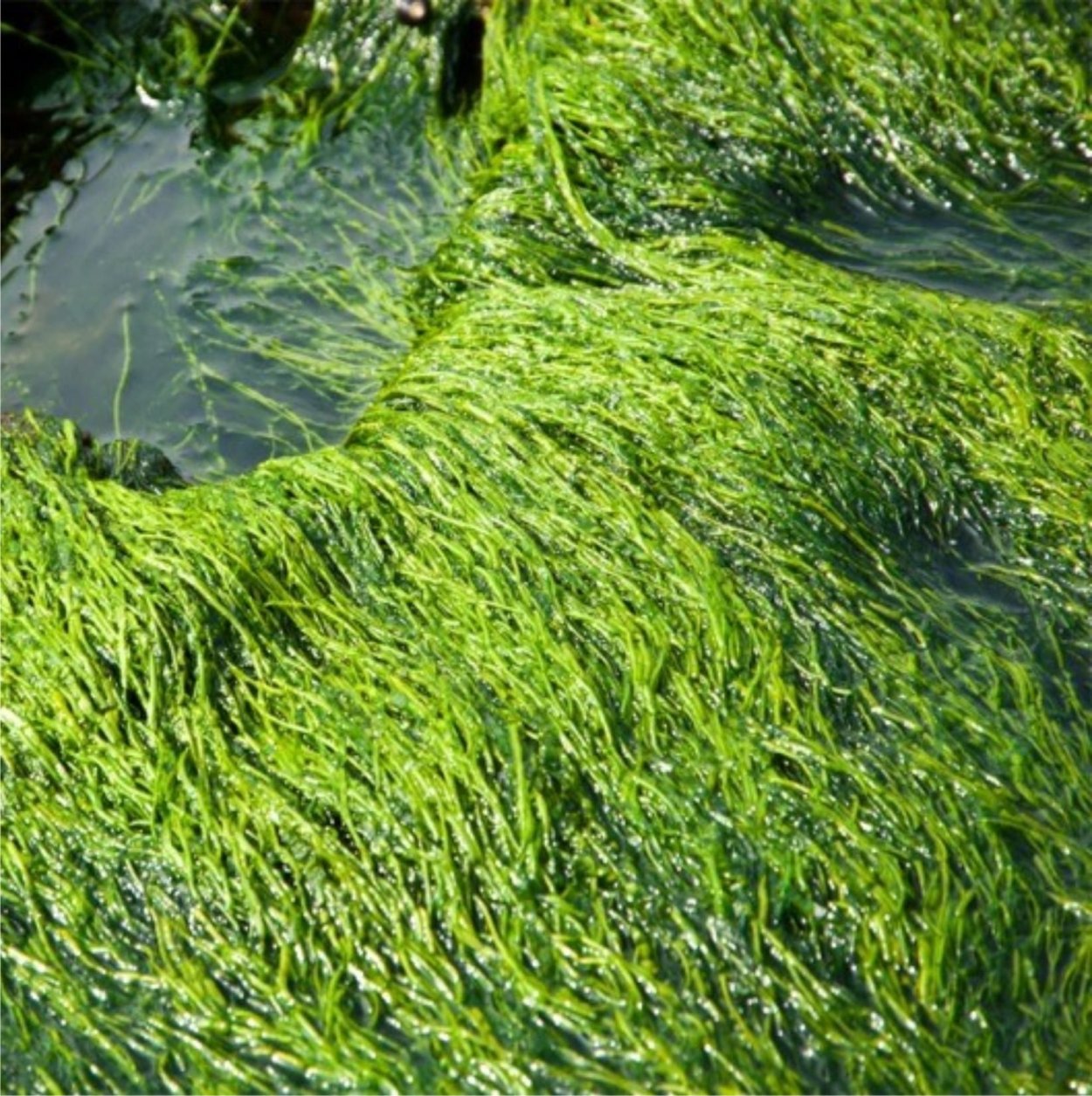Spirulina водоросль