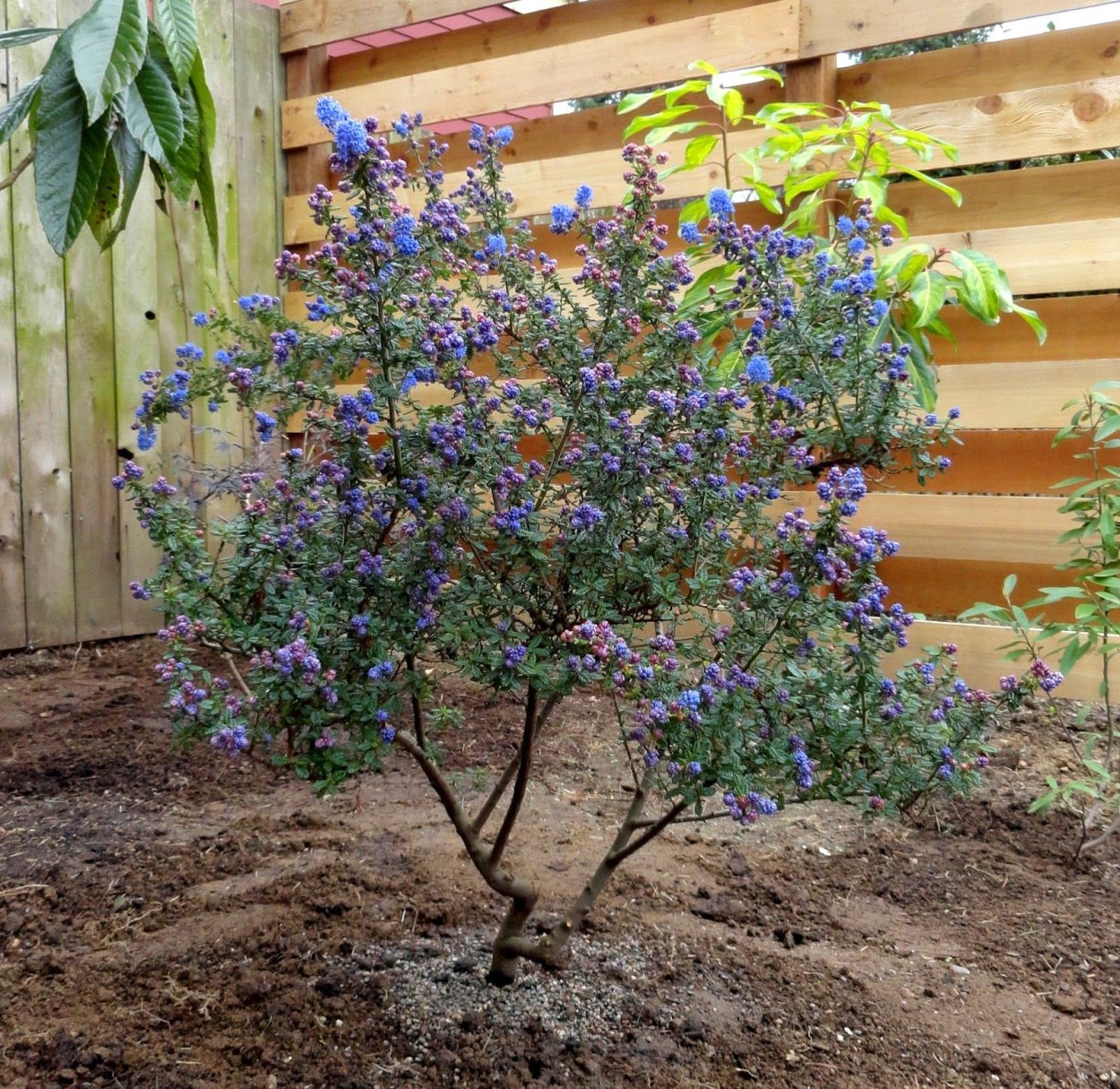 Краснокоренник метельчатоцветный