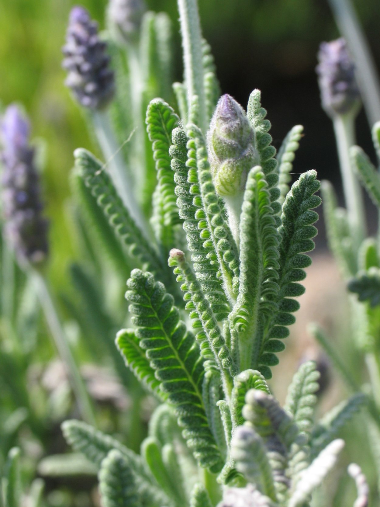 Лаванда Дентата Сильвер