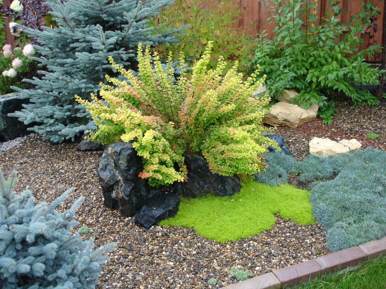 Барбарис с ёлками