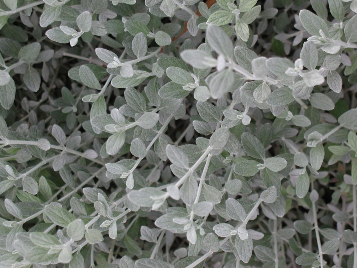 Teucrium fruticans