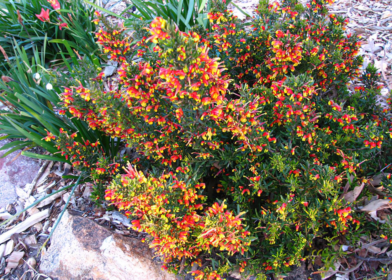 Австралийские кусты 5 букв