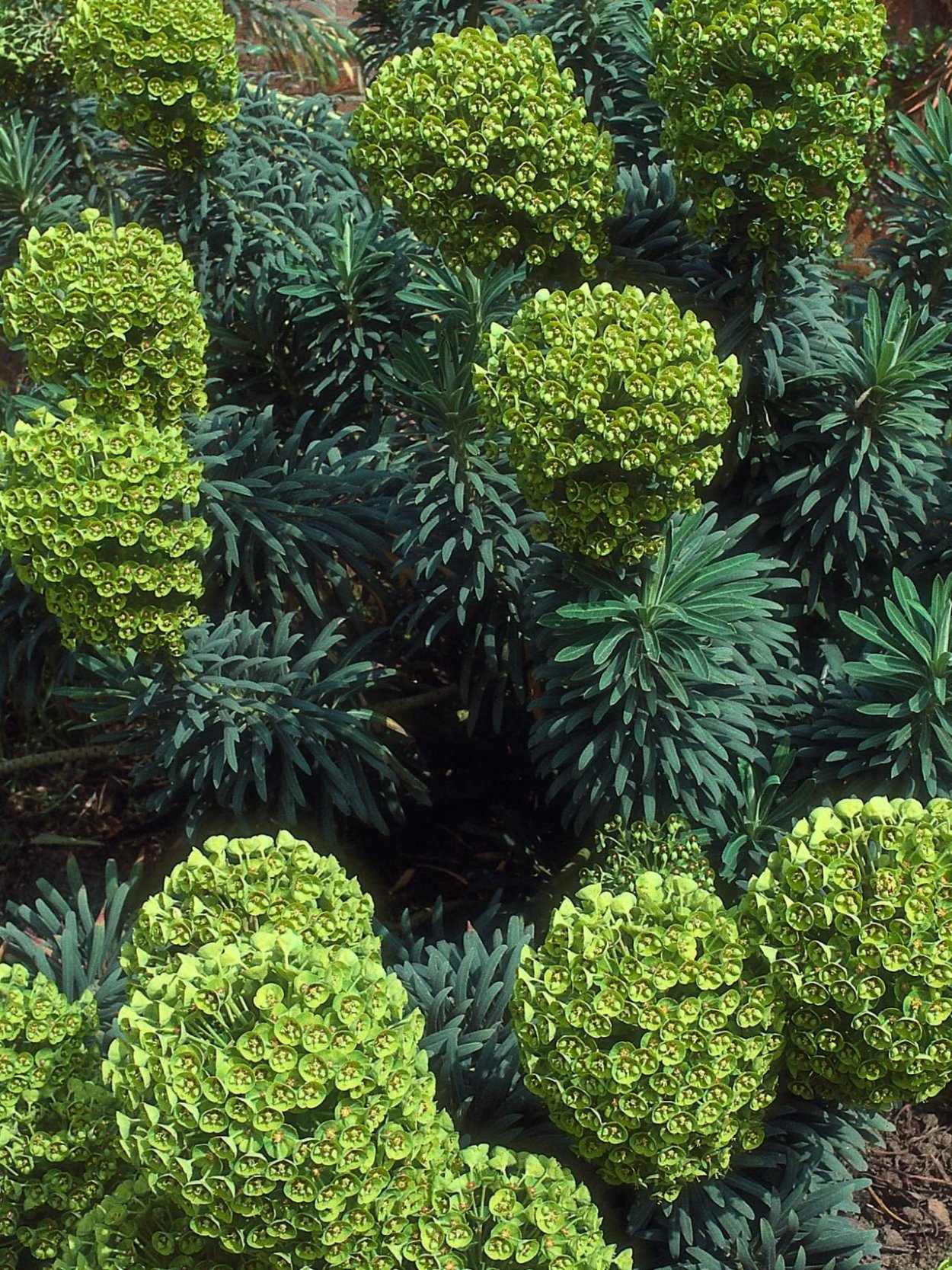 Засухоустойчивые вечнозеленые кустарники