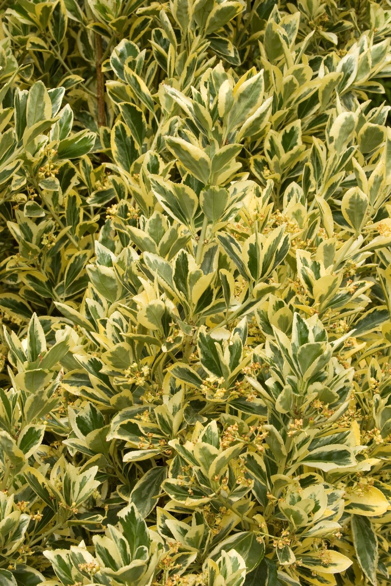 Euonymus japonicus ‘Silver King’