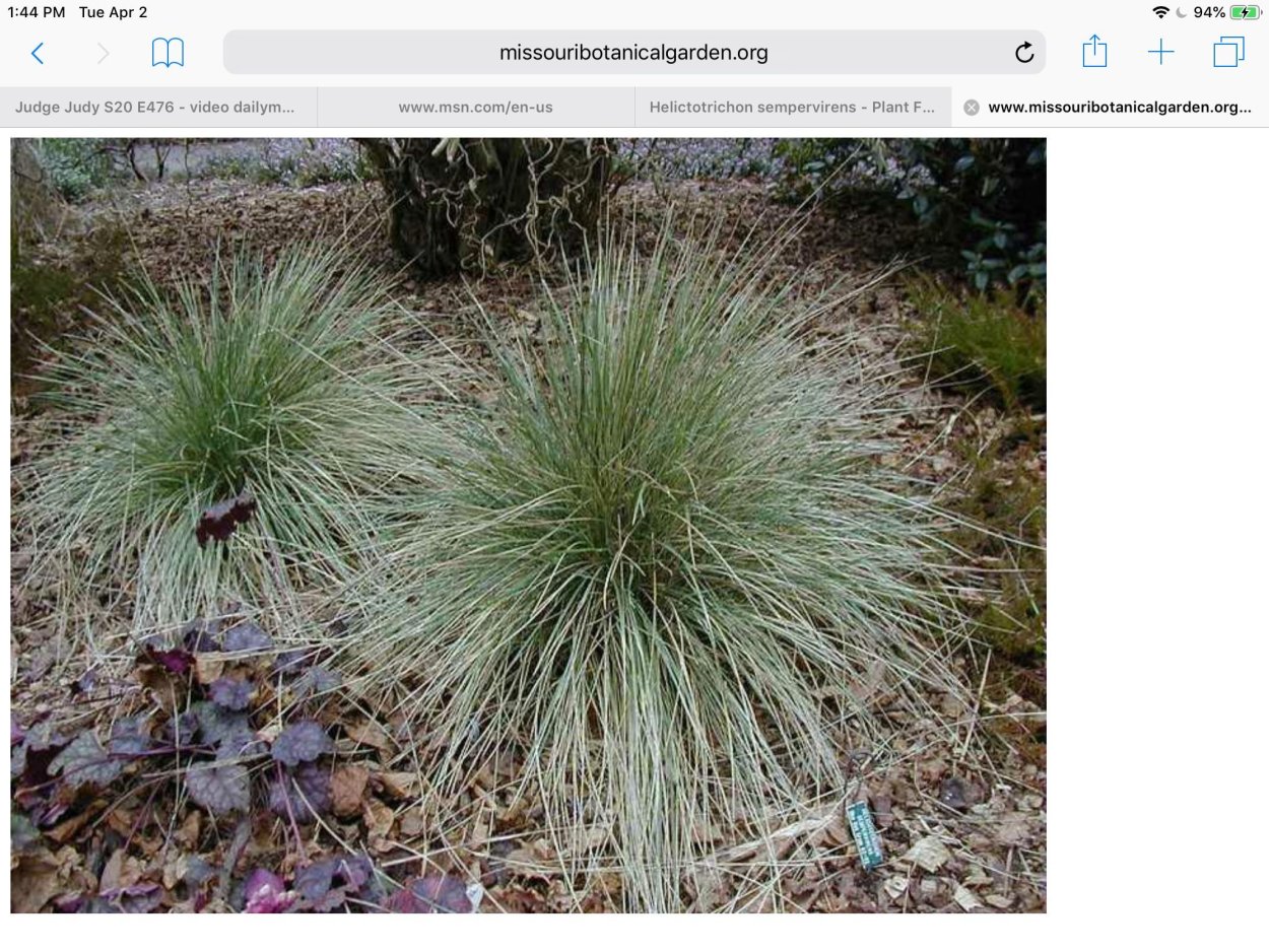 Растение овсяный синий карлик