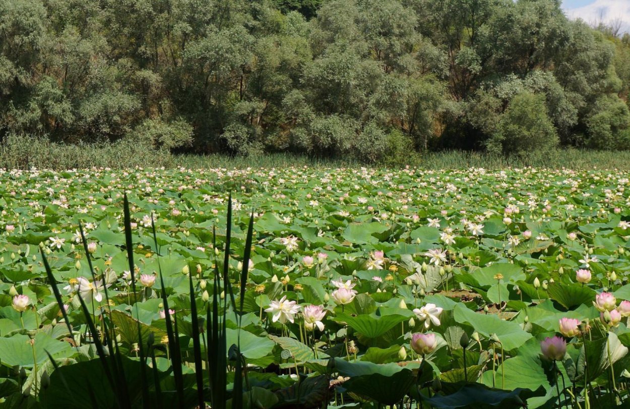 Озеро лотосов Абрау Дюрсо