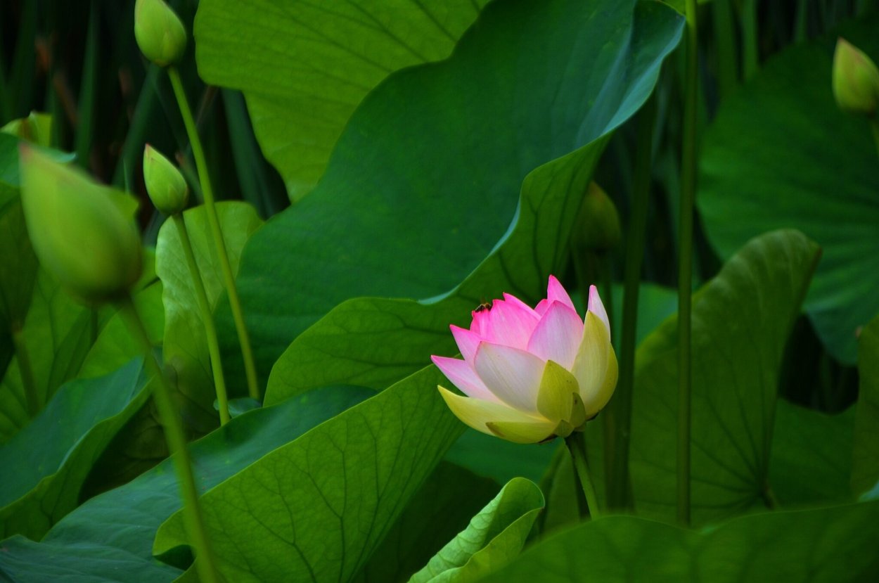 Цветущие Лотосы Кубани