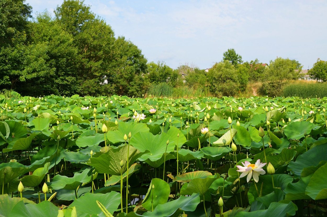 Озеро лотосов