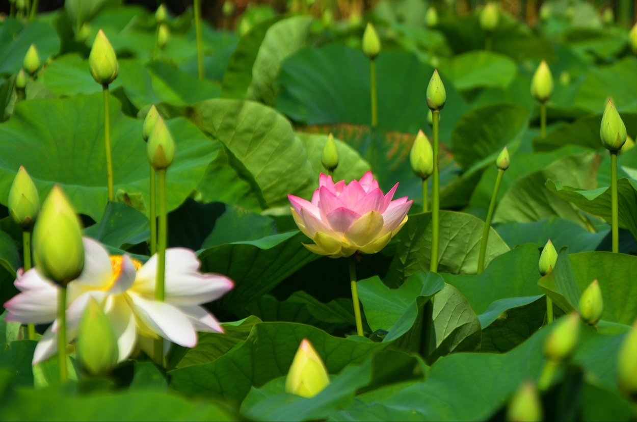 Долина лотосов