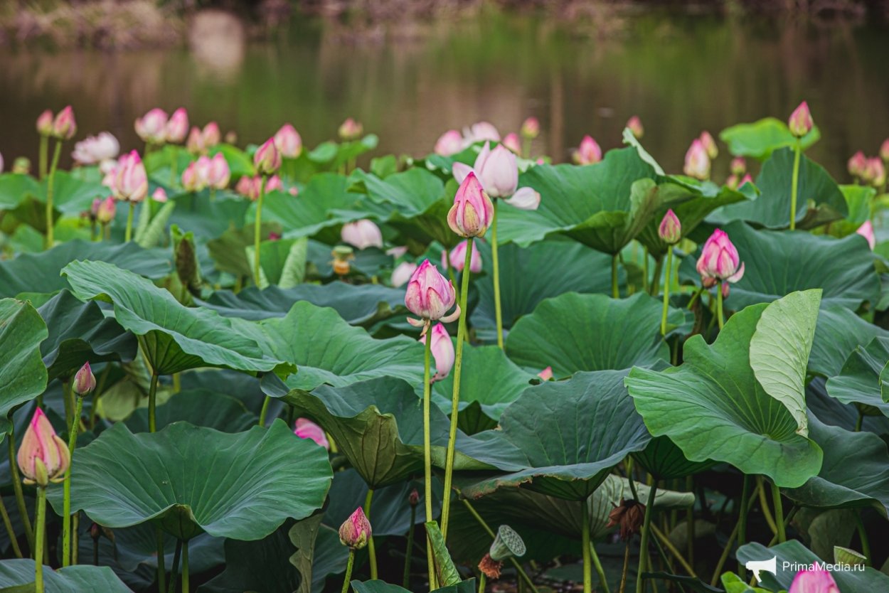 Озеро лотоса в Адыгеи
