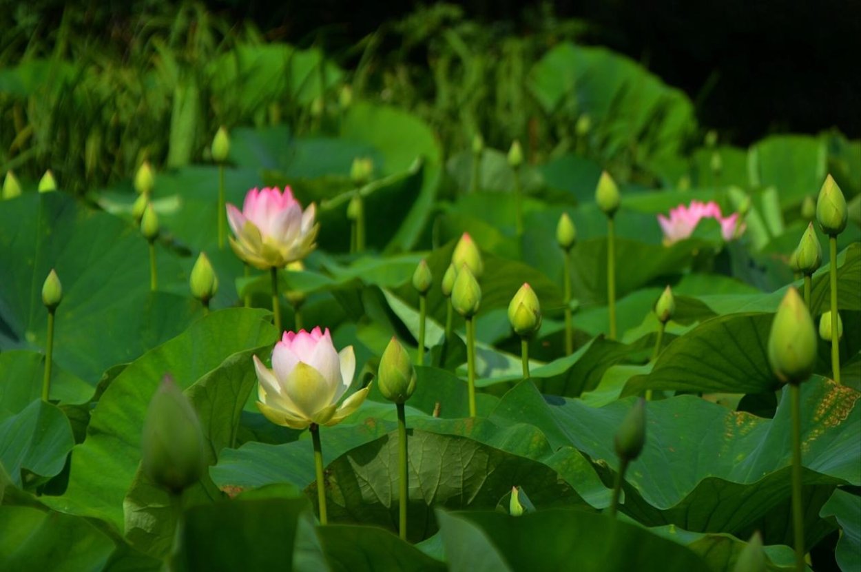 Озеро БАМ Новороссийск