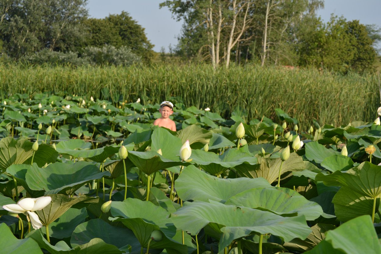 Долина лотосов указатель