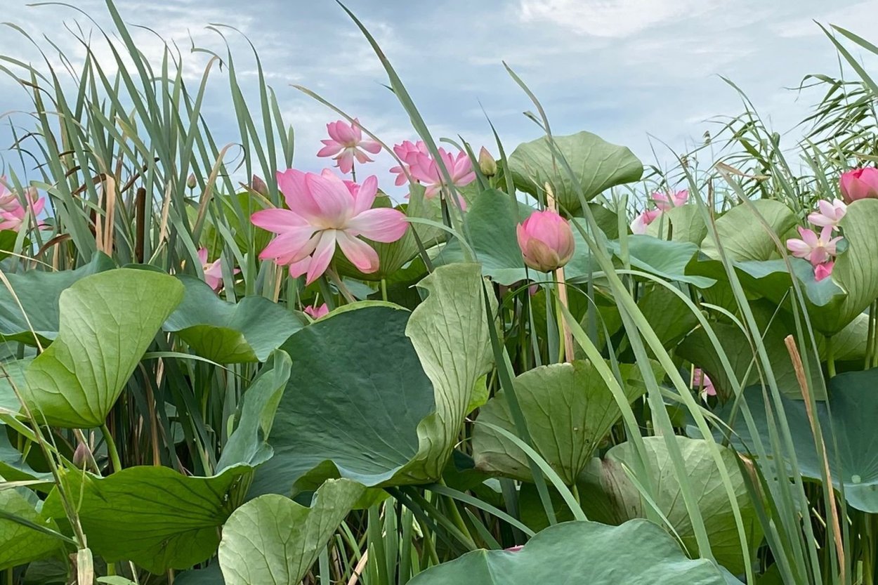 Лотосовые поля в дельте Волги