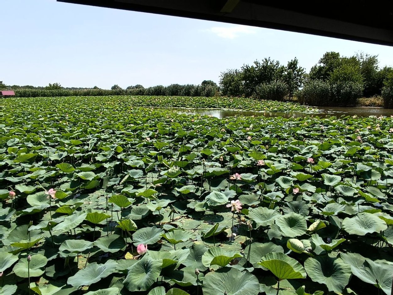 Цветение лотосов