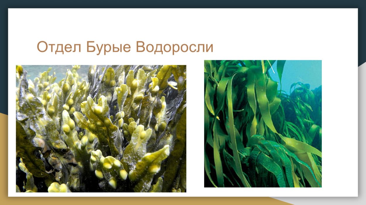 Отдел бурые водоросли