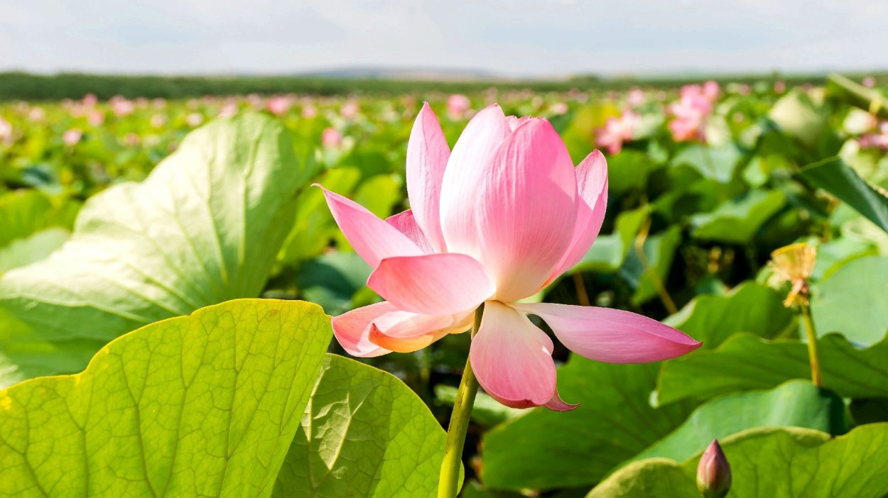 Тиздар Долина лотосов