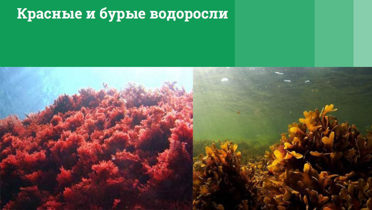 Многообразие бурых водорослей в природе