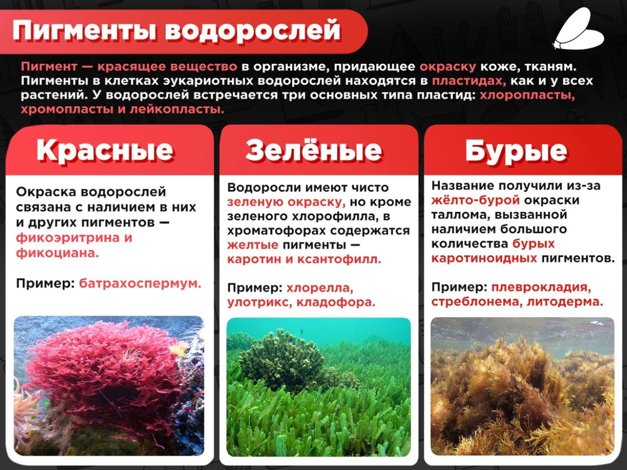 Пигменты красных водорослей
