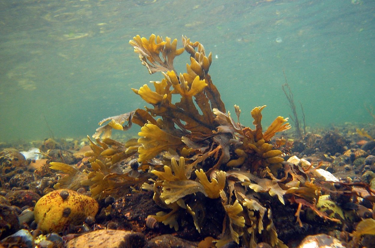 Фукус пузырчатый