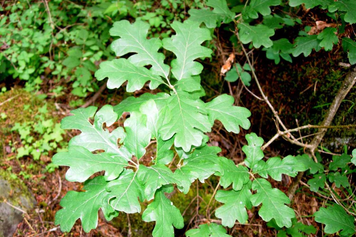 Ядовитый дуб растение