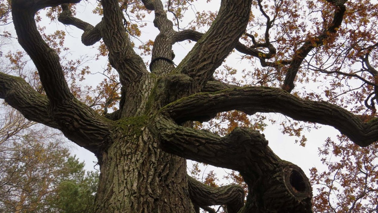 Дуб в Петербурге