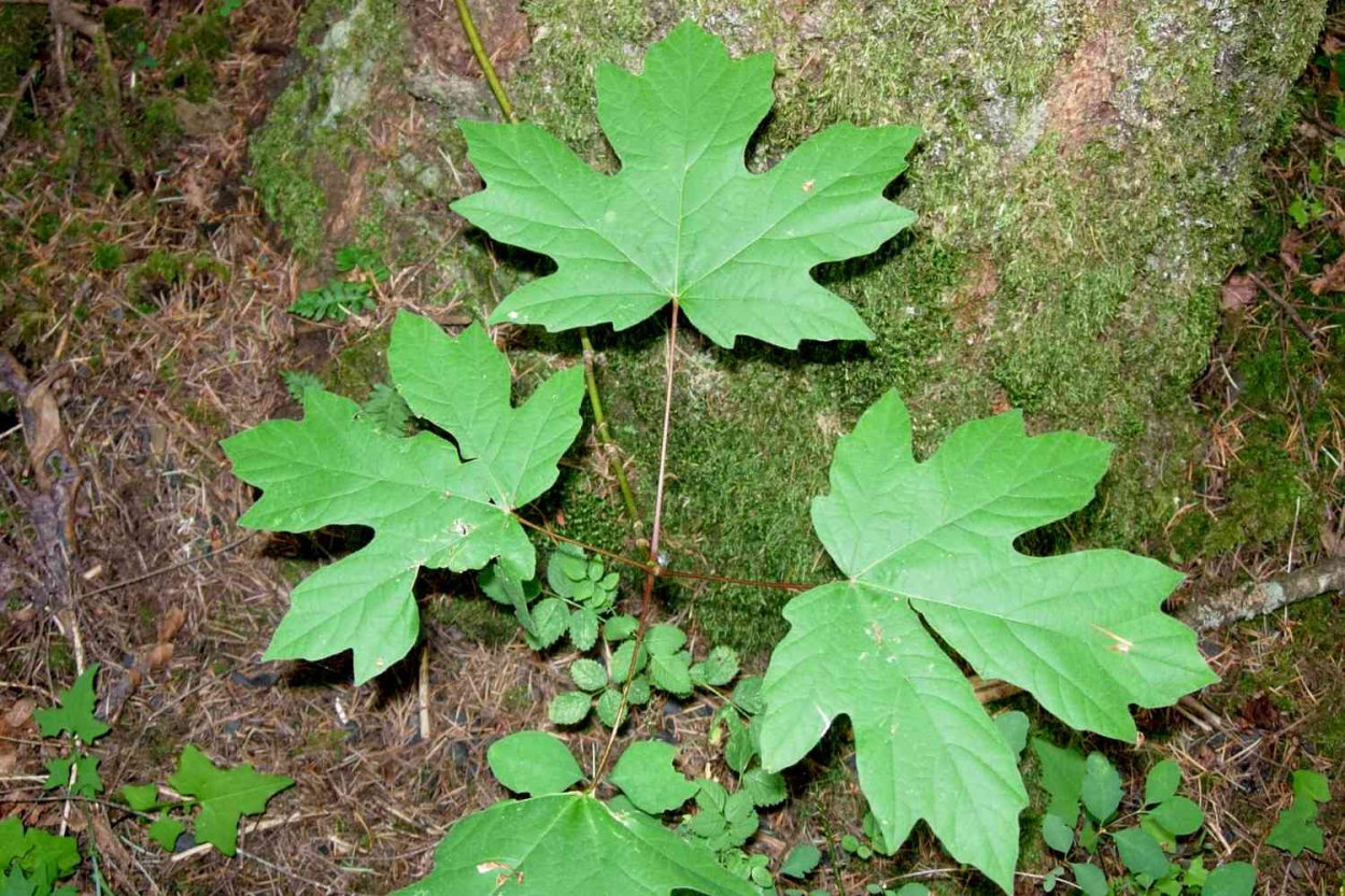 Сорняк с листьями похожими на кленовые