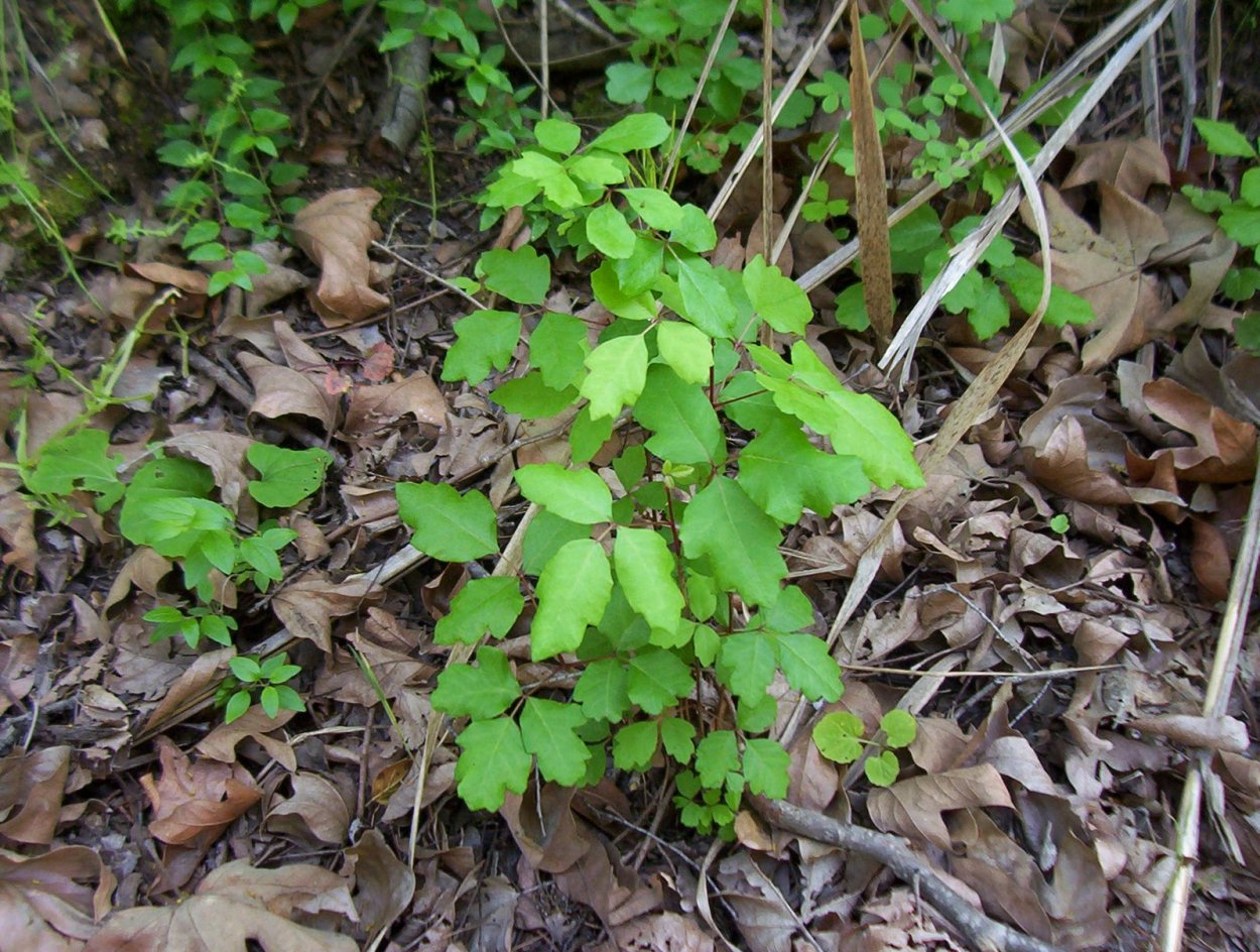 Ядовитый дуб растение