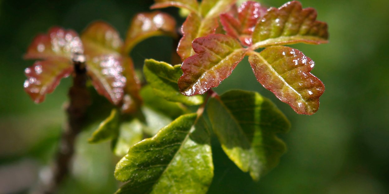 Ядовитый дуб