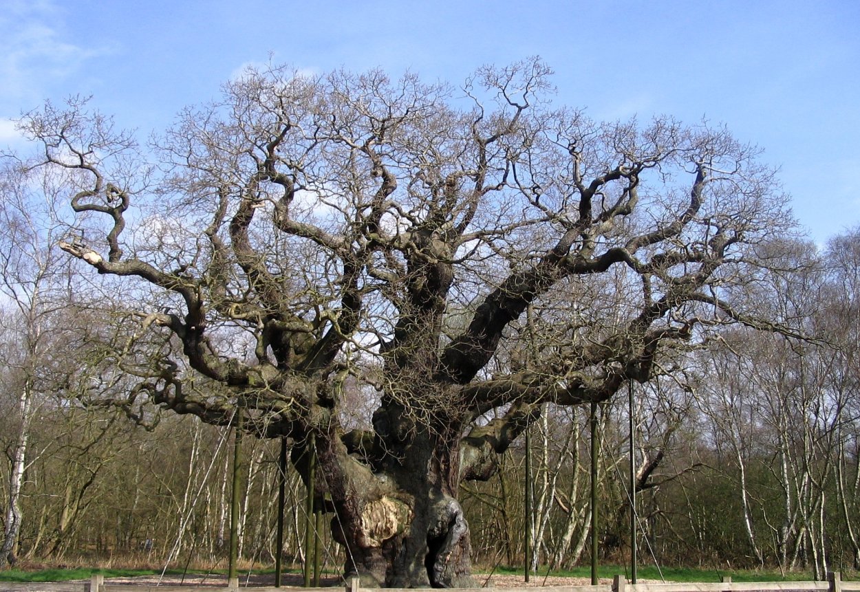 ЛИМУЗЕНСКИЙ дуб