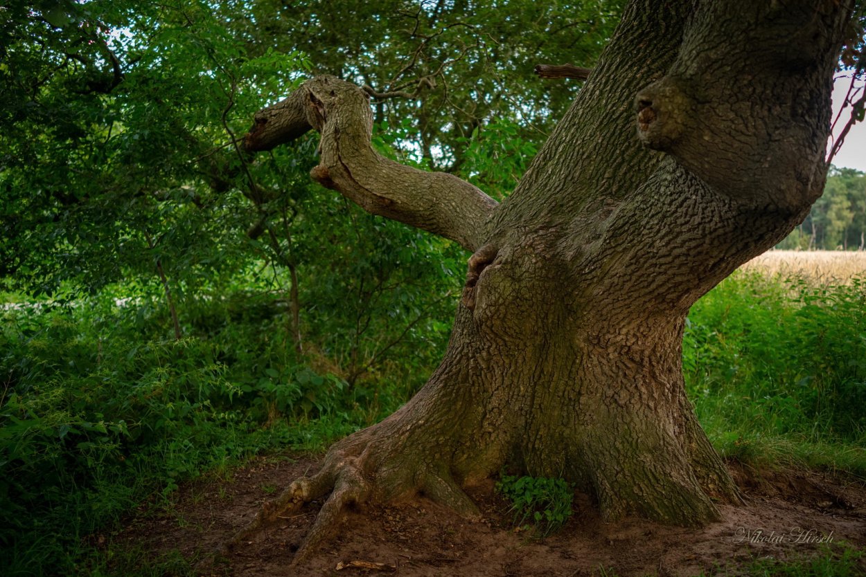 Природа дуб